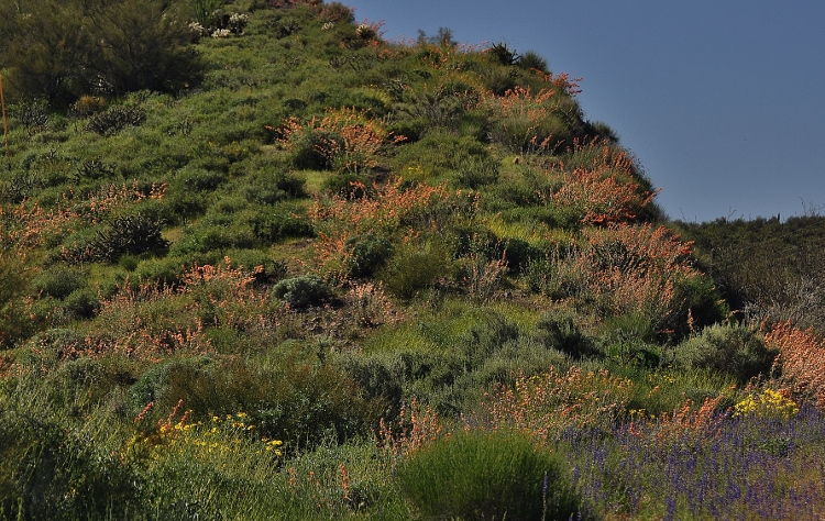 wildflowers